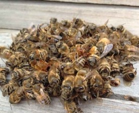 Польза пчелиного подмора